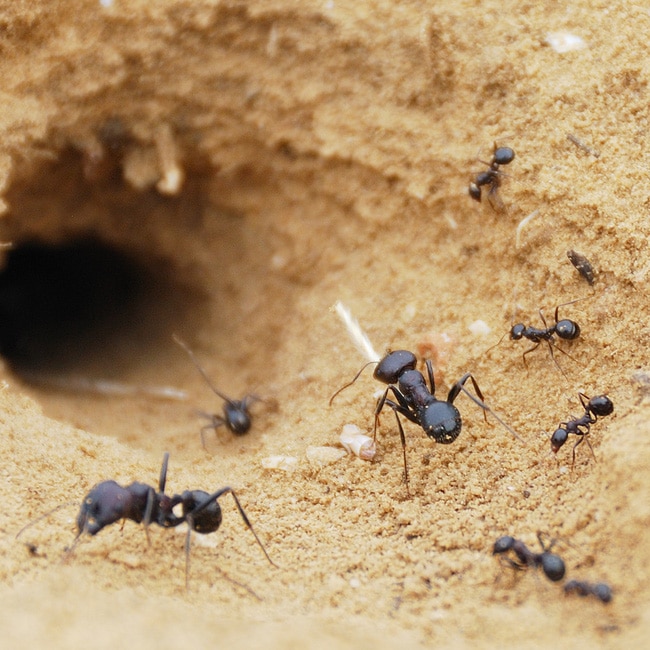 Ants in front of a hole
