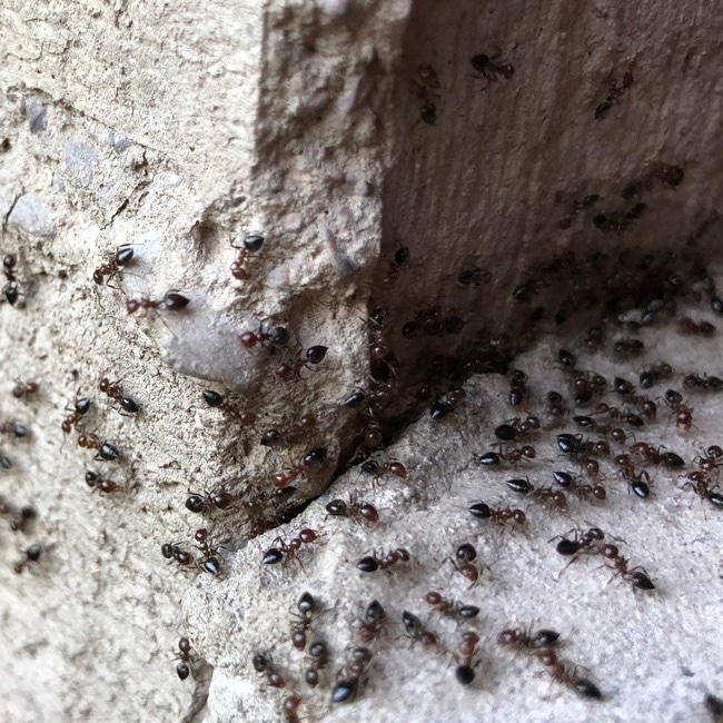 Ants causing damage to structural integrity of a house