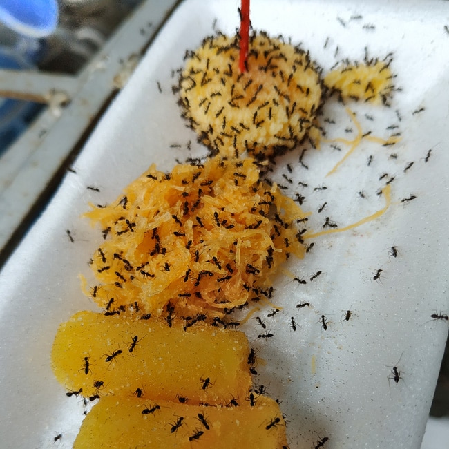 Ants swarming over leftover food