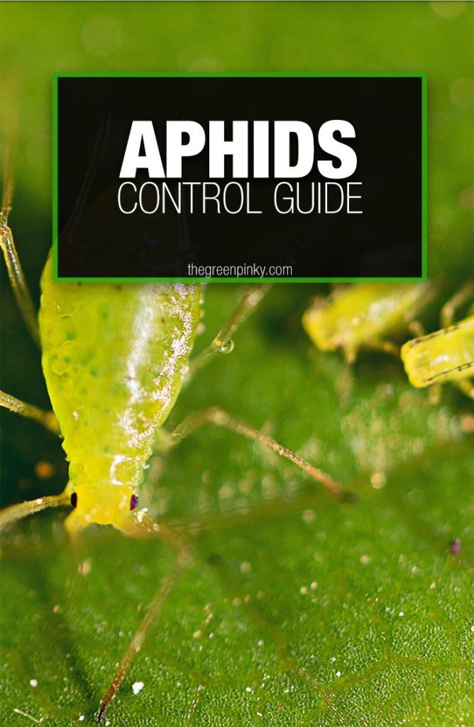 aphid control guide With practical tips from a guide you will be able to control your aphid problem