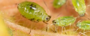 Control aphid infestations with the appropriate strategies