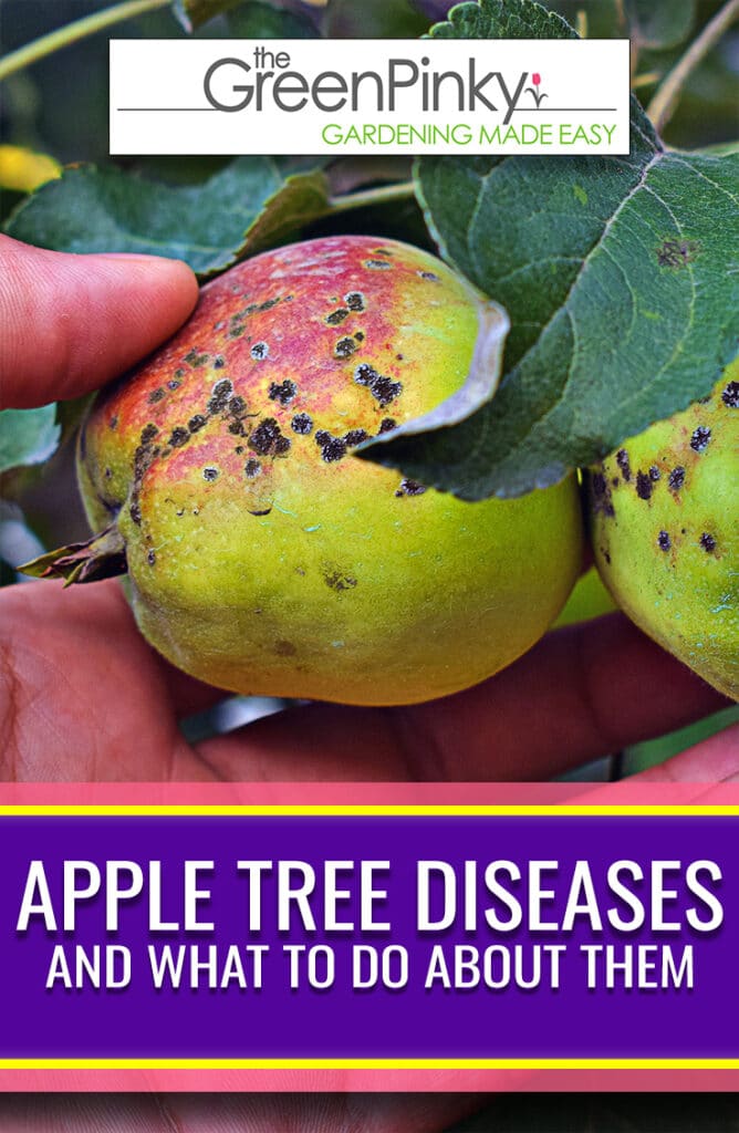 Many diseases can infect these fruit trees. A guide is needed to diagnose and treat the issues.