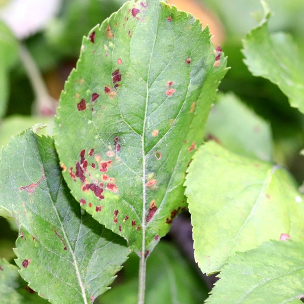 Apple scab is a very common diseases that will cause small brown lesions on leaves and fruit.