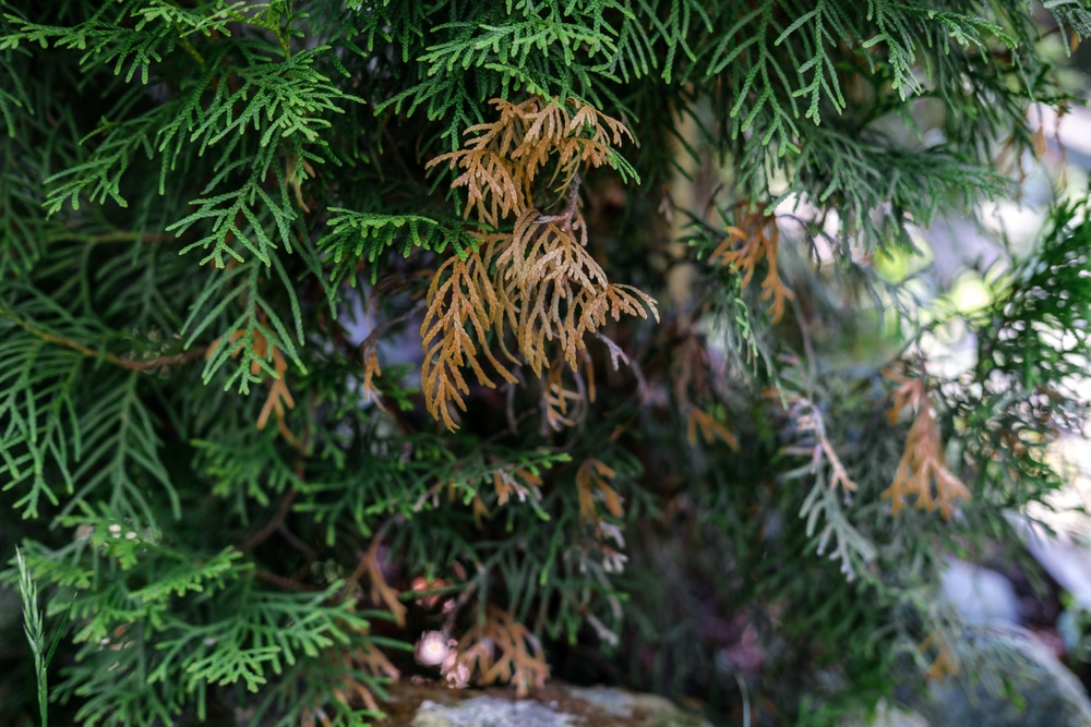 Why is Your Arborvitae Turning Brown? Learn Why and How to Stop It.