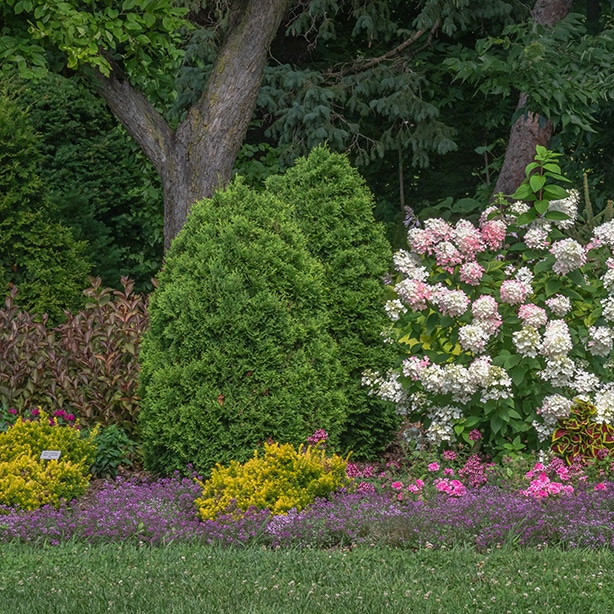 How to Plant Arborvitae? — Our Guide with Tips (that Work)