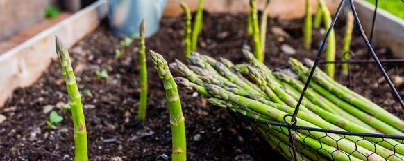 Asparagus harvest is increased when planted with companion plants