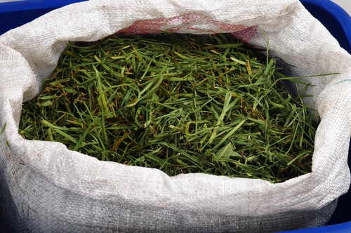 Grass clippings in a bag ready to be disposed of