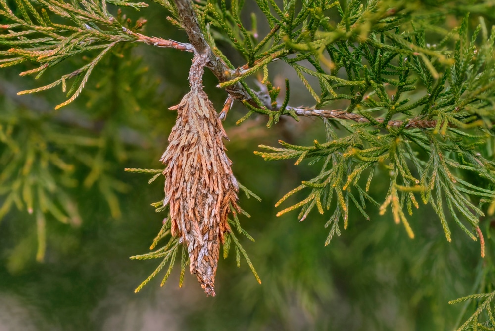 Why is Your Arborvitae Turning Brown? Learn Why and How to Stop It.