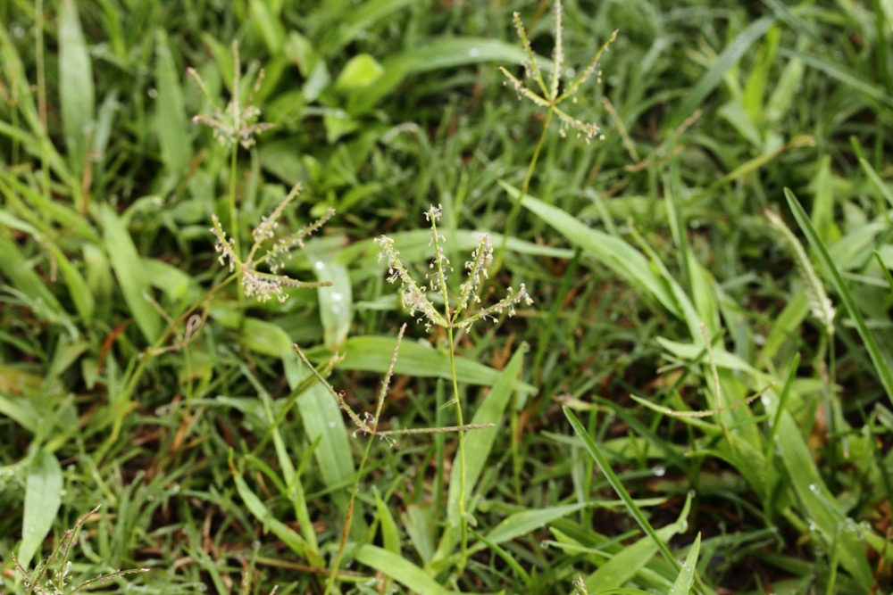 bahia grass with a couple weeds