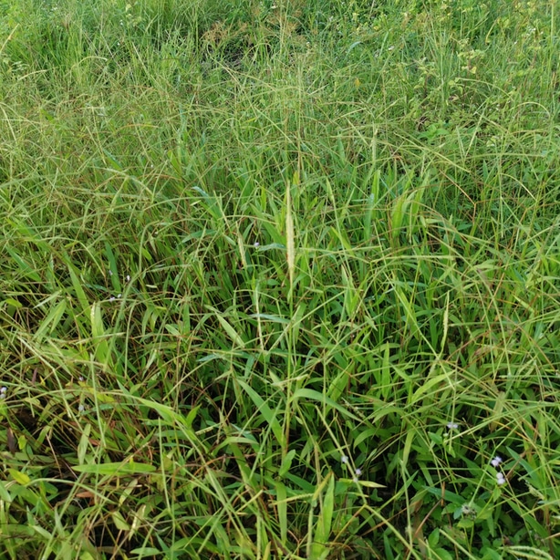 Bahia grass growing rampant and robustly.