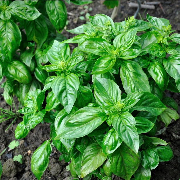 How to Be Successful at Growing Basil? — Our Tips (That Work)