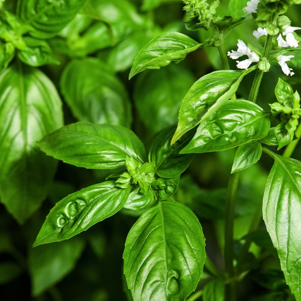 Basil scent keeps away Basil can keep away carrot flies, mosquitos, and asparagus beetles.