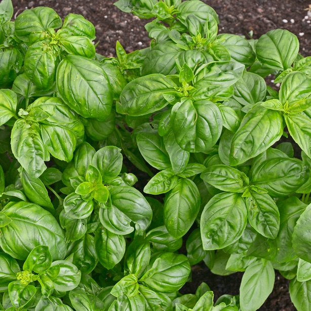 Basil is good at deterring asparagus beetles and other pests