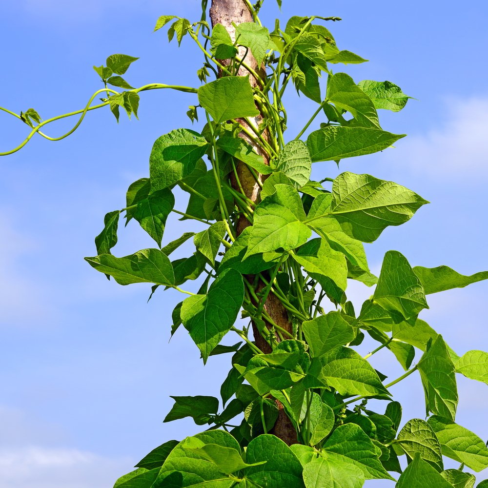 Beans Pole beans climbing up a pole.