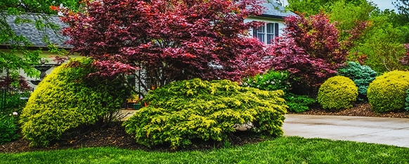 Beautiful bushes planted at correct time