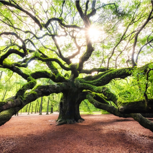 Oak trees have a natural beauty and aesthetic to them.