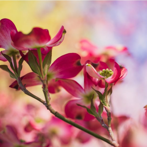 These tree produce beautiful and vibrant flowers.