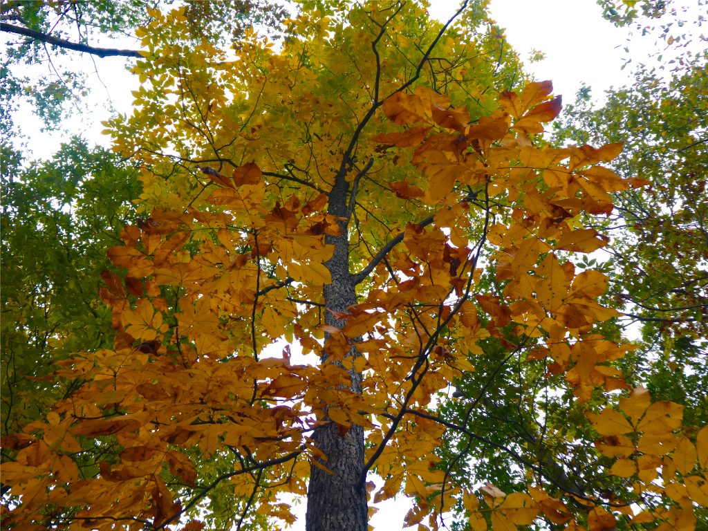 Beautiful foliage of the hickory tree as it changes colors.