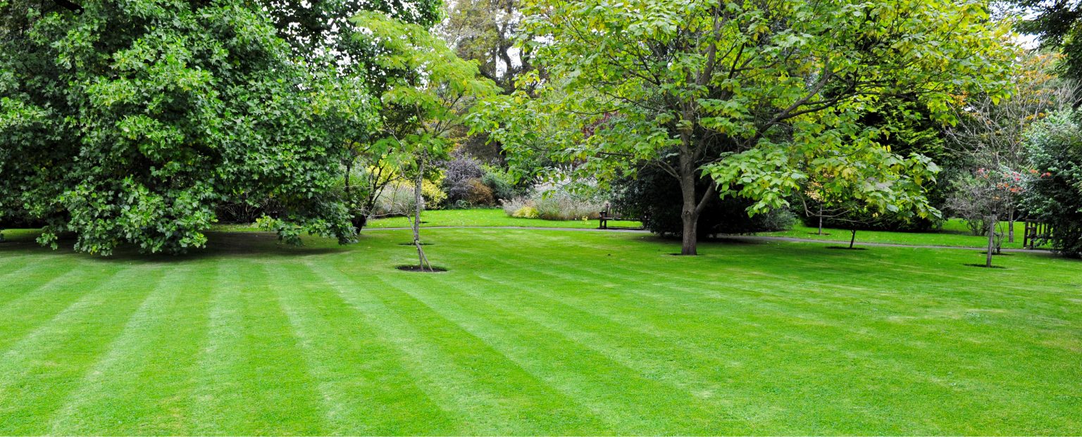 What Are The Most Common Types of Grass? 10 Most Common Types