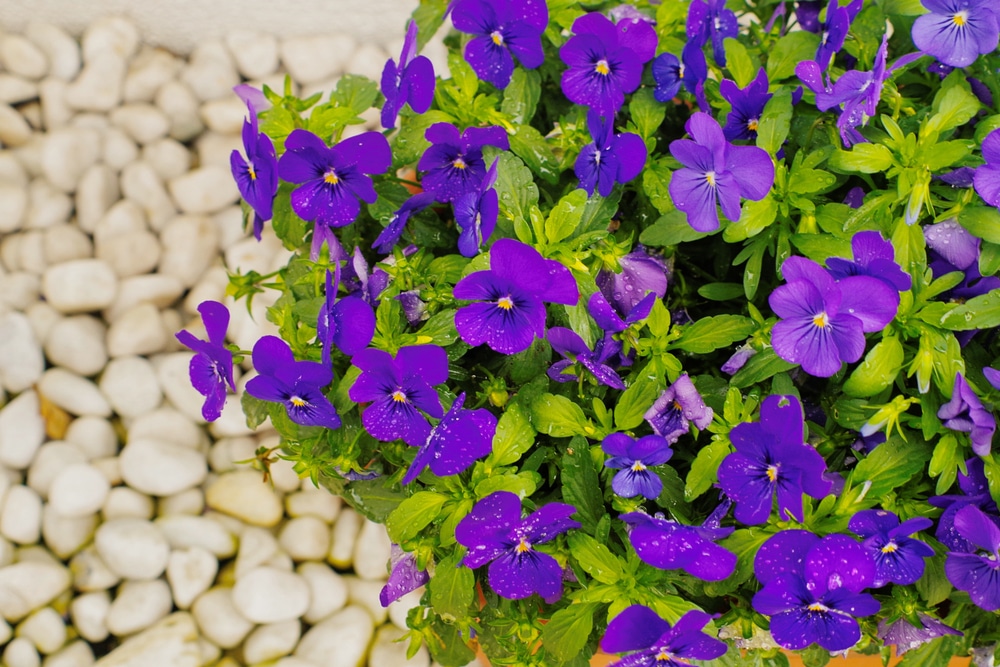 Beautiful pansy plant with healthy bloom from proper care