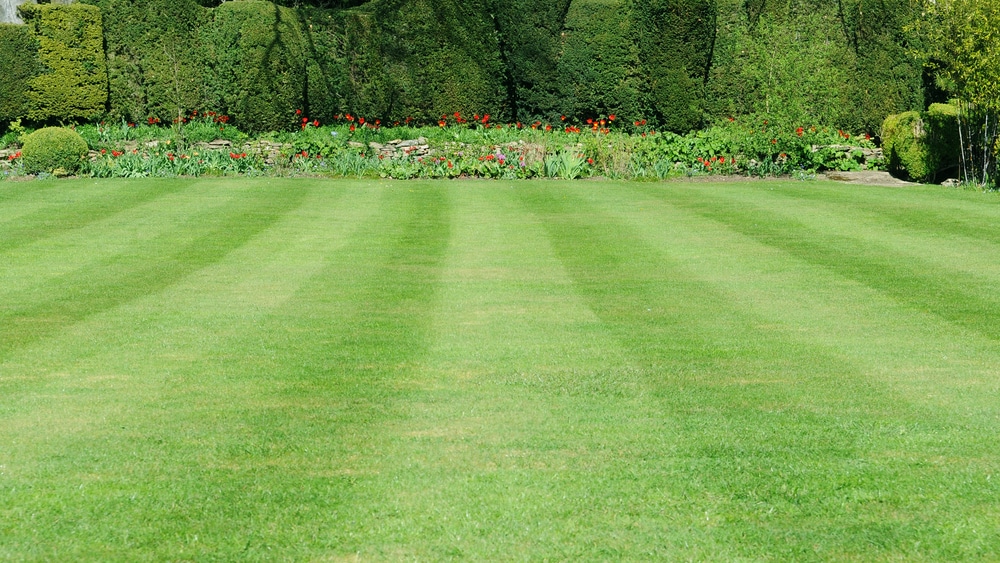 A freshly mowed lawn with flowers in the background