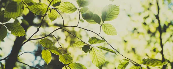 How To Care For Beech Trees Our Guide With Tips That Work
