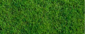 Bermuda grass with lush blades from proper watering