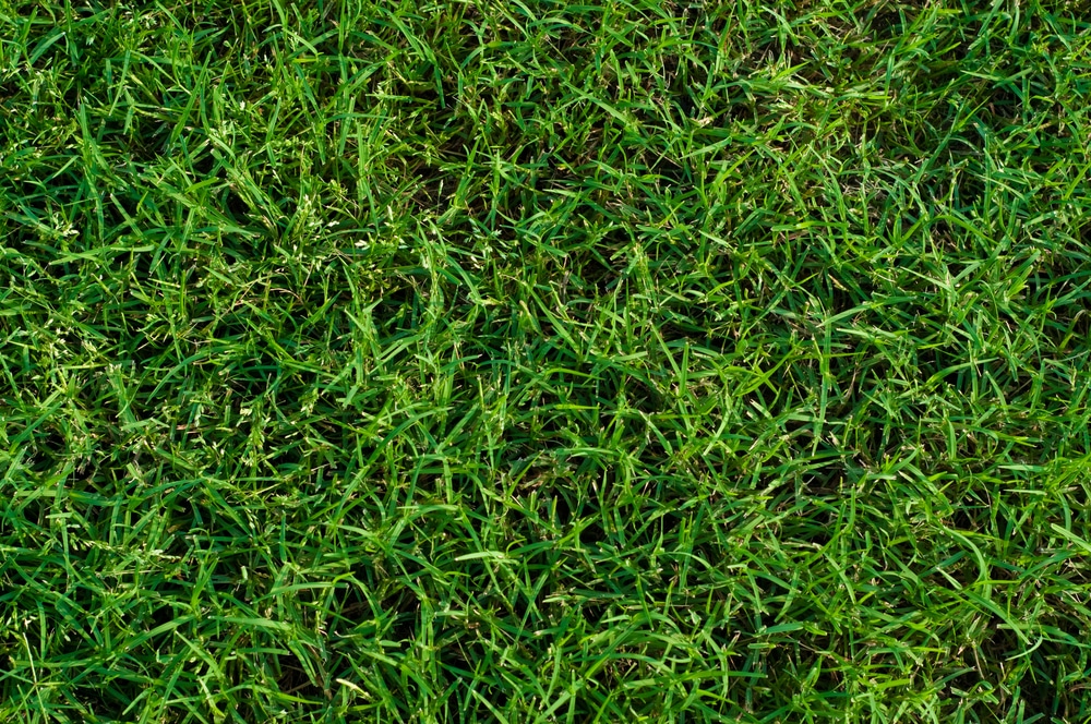 A lawn that is composed entirely of bermuda grass, which is a warm-season grass.