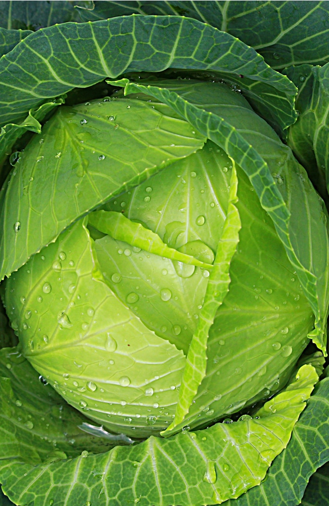 To maximize growth, cabbage needs best fertilizers