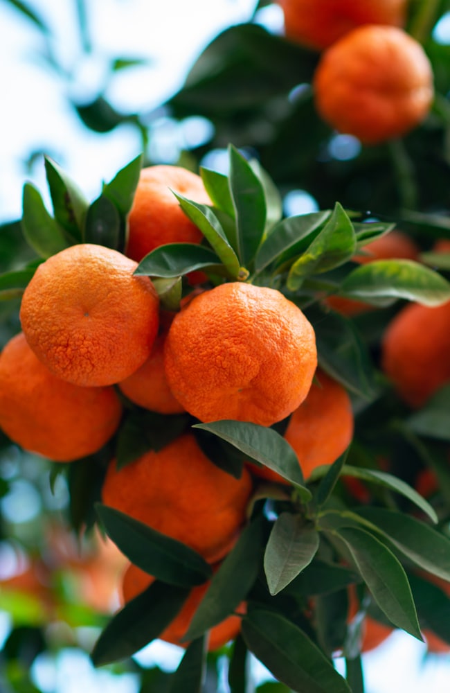 Best fertilizer for orange trees will result in optimal citrus production