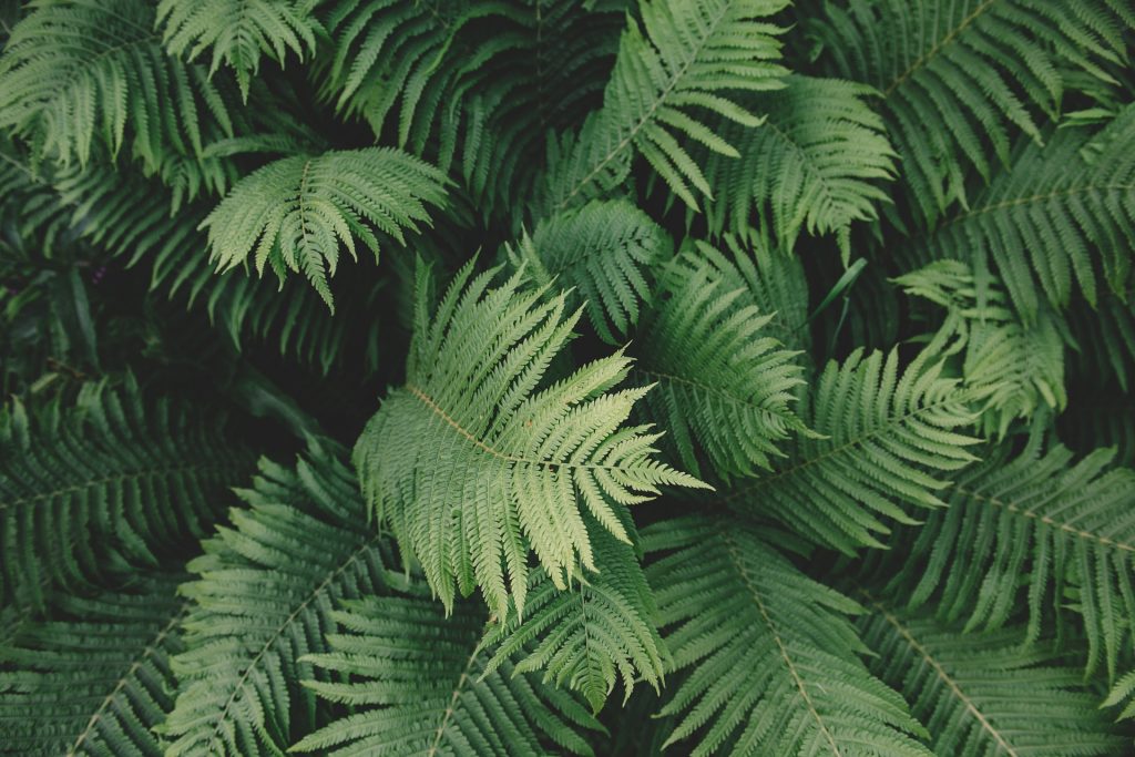 5 best fertilizers for fern are needed to help with growth.