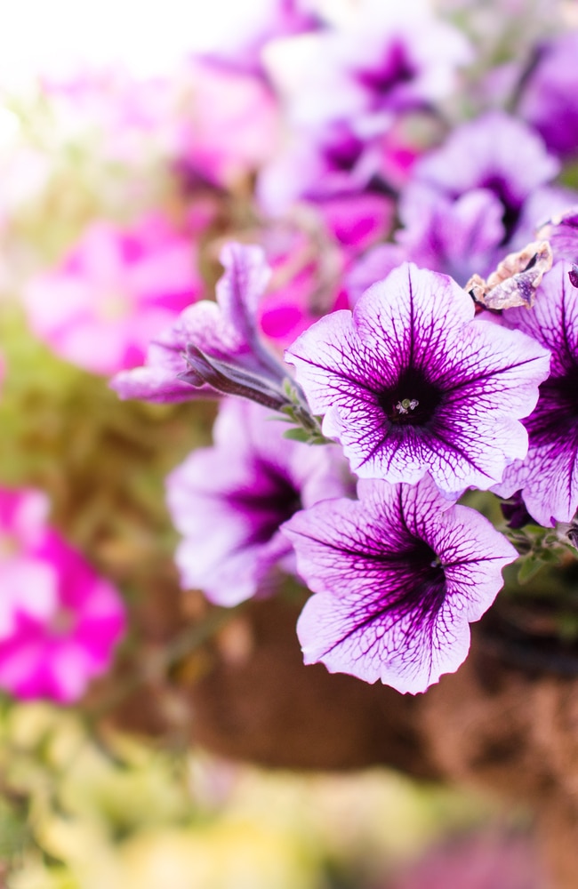 best petunia fertilizer Best petunia fertilizers are quite different from normal fertilizers