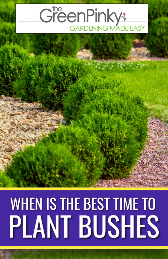 Planting bushes at the correct time will yield best growth with a guide