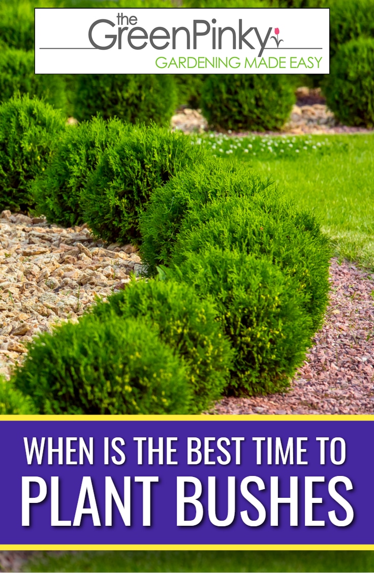 What is the Best Time to Plant Bushes? — Tips & Considerations