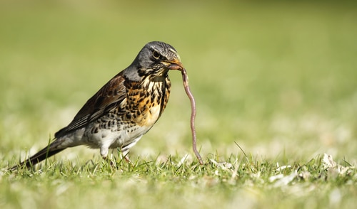 Birds are natural predators for earthworms