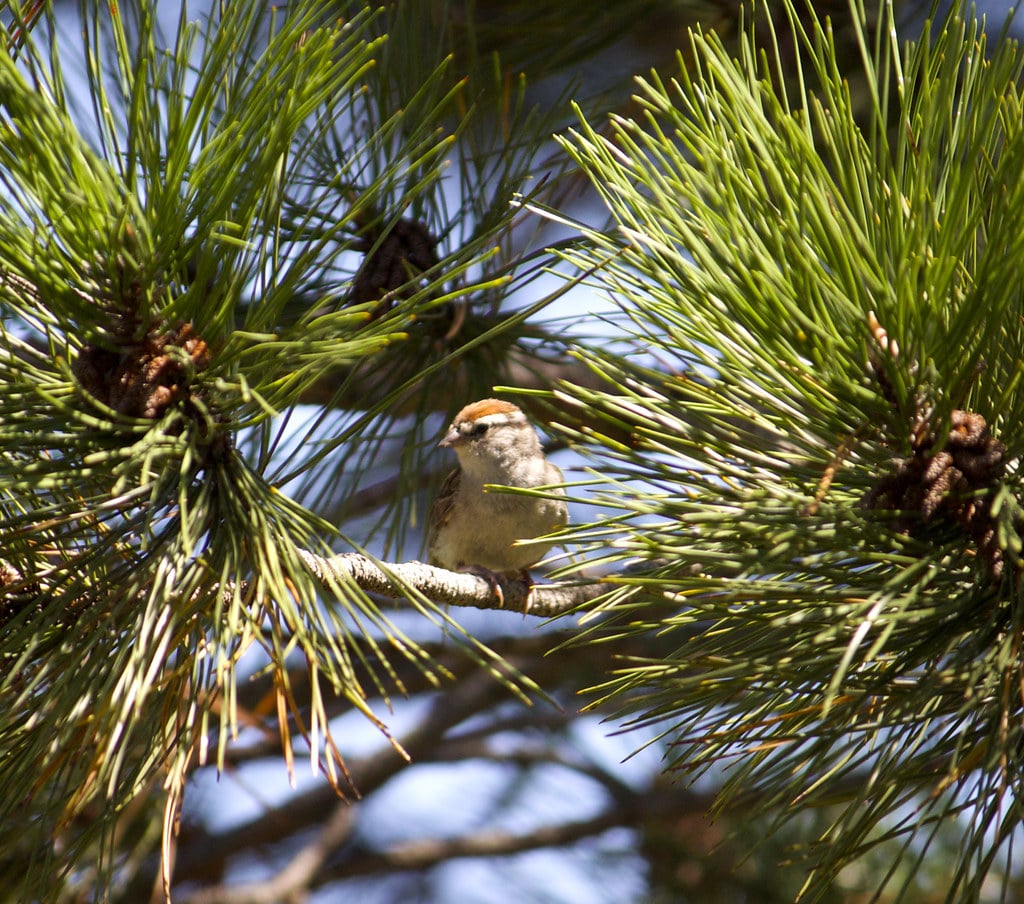 Bird taking sitting on a branch of a tree that is growing robustly