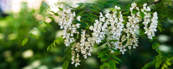 Flowers blooming in the spring with leaves in the background