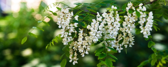 black locust tree flowers