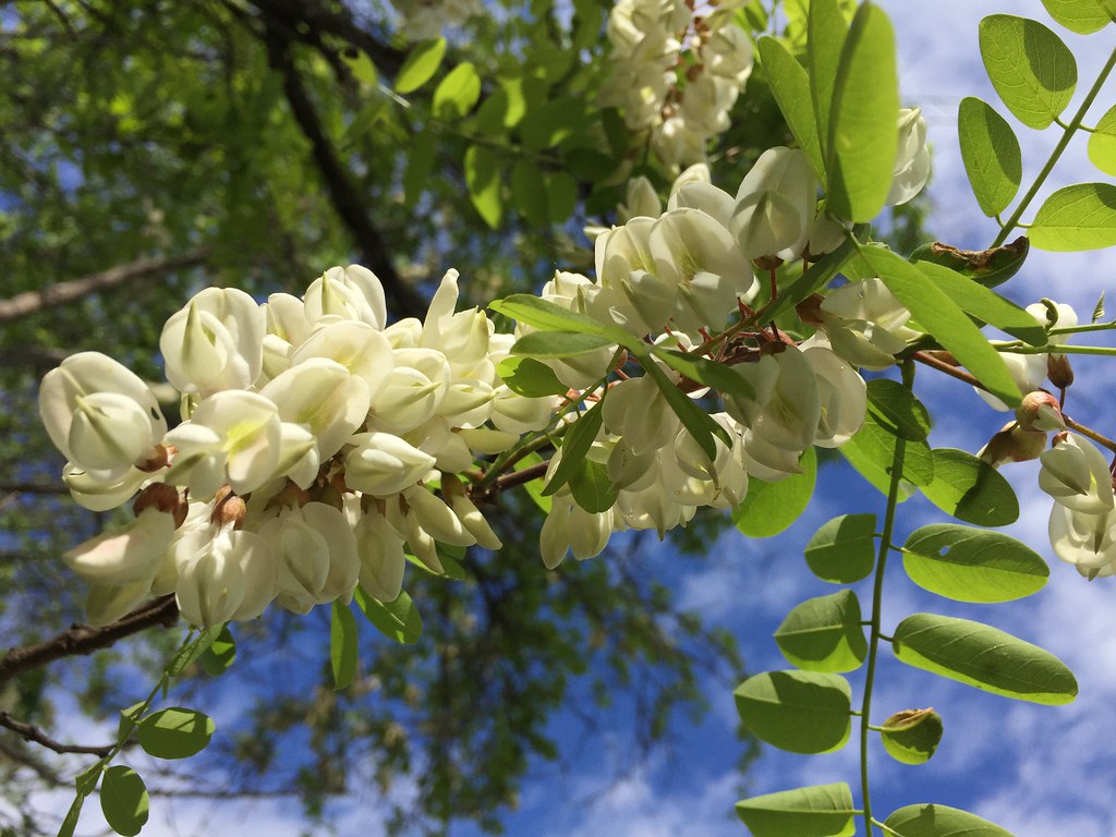 Flowers have creamy white petals