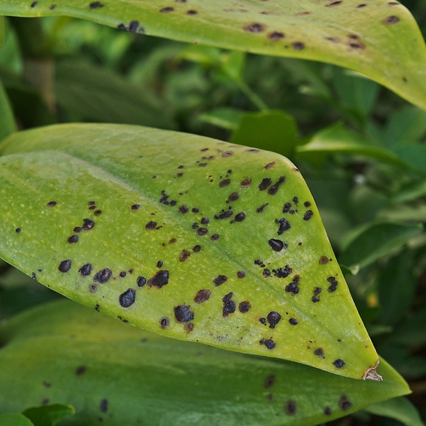 black spot fungal disease can take hold of a hibiscus plant