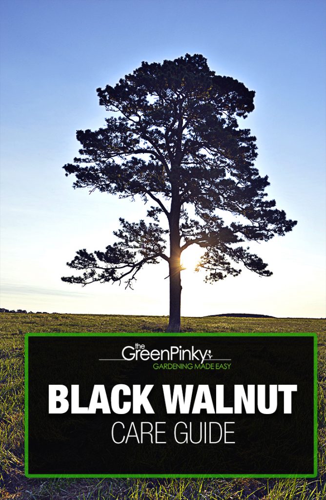 Black walnut trees require proper maintenance and care to grow into splendid trees