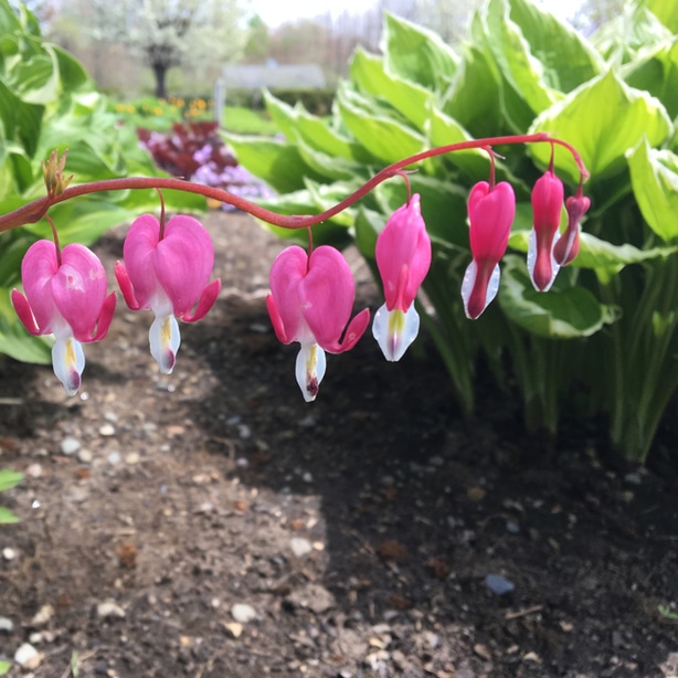Bleeding hearts Bleeding hearts make a great companion plant and also add a great pink aesthetic
