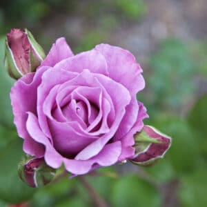 Blue moon has pale lavender petals