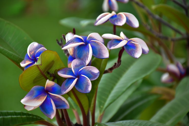 Blue plumeria flowers are not real.