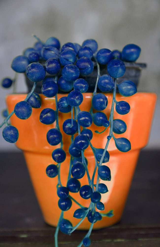Blue string of pearls plants are scams sold by online marketers