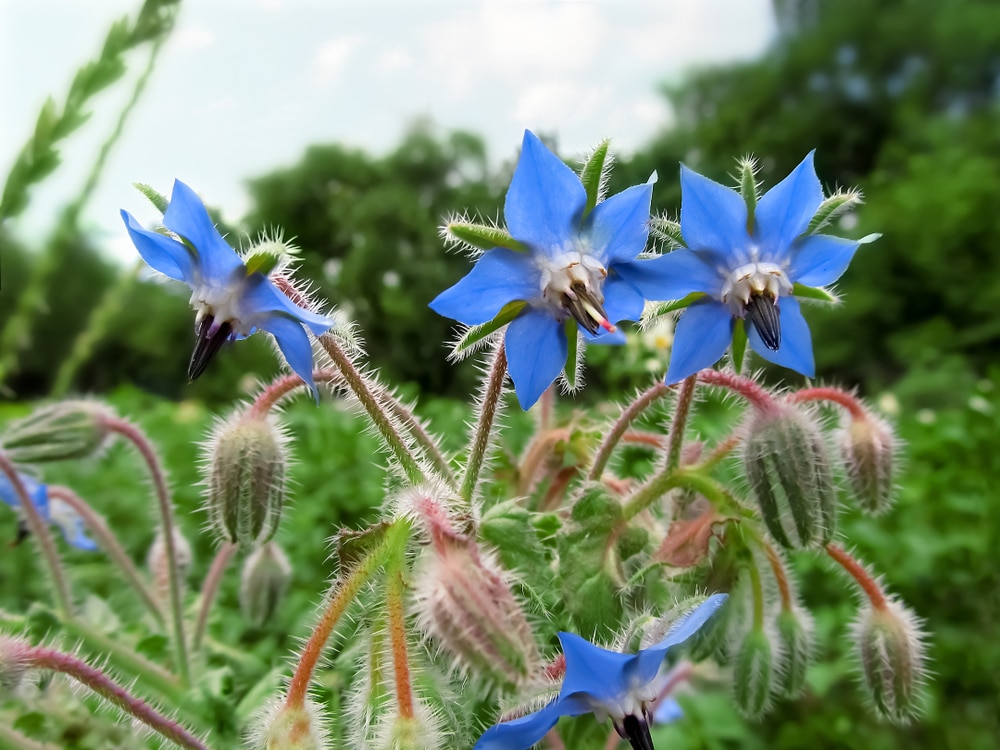 Blue borage flowers are a good alternative