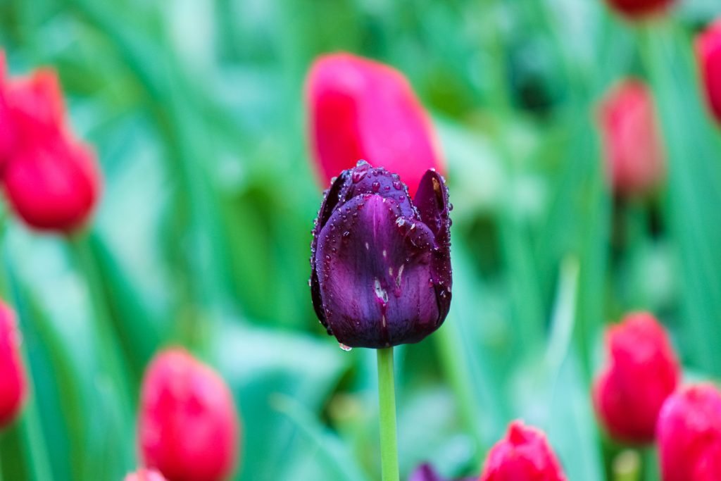 A purple tulip with bortyritis that results in a disfiguring and discoloring of the tulip