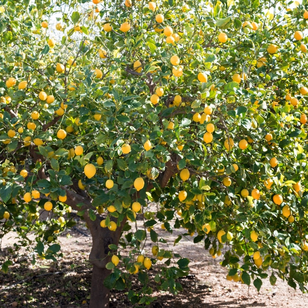 When given appropriate fertilizer, lemon trees will yield bountiful harvests