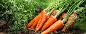 bountiful carrot harvests depending on good growing techniques
