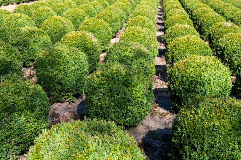 What Are Popular Types of Boxwood? — Our Favorite Ones